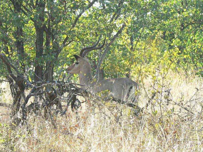 JAR 034_gaz.JPG - Samec Impaly má již pořádné rohy.
